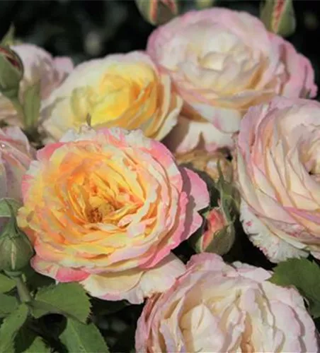 Beetrose 'Marc Chagall'® Beetrose 'Marc Chagall'®