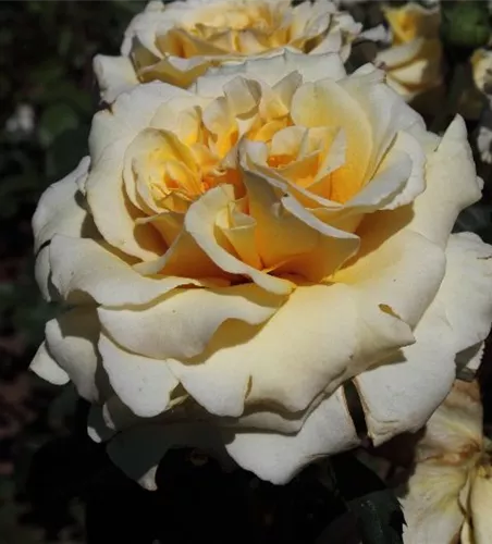 Edelrose 'Sunny Sky'® Edelrose 'Sunny Sky'®