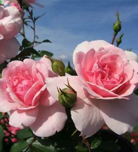 Beetrose 'Bonica 82'® Beetrose 'Bonica 82'®