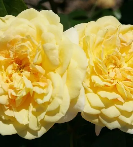 Beetrose 'Sunstar'® Beetrose 'Sunstar'®