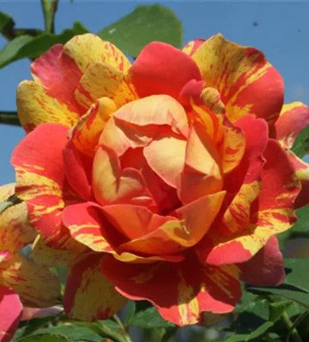 Strauchrose 'Rose des Cisterciens'® Strauchrose 'Rose des Cisterciens'®