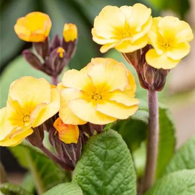 Echte Schlüsselblume Echte Schlüsselblume