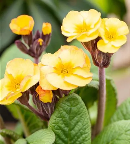 Echte Schlüsselblume Echte Schlüsselblume