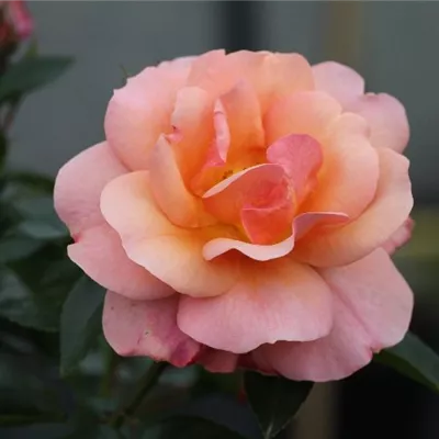 Beetrose 'Aprikola'®