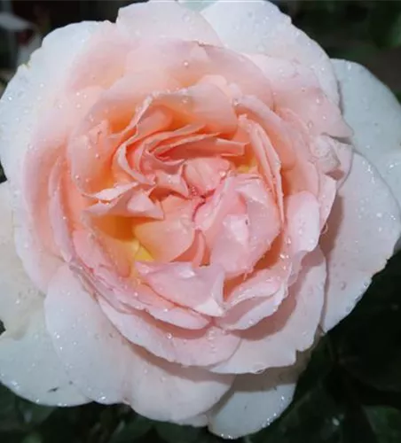 Beetrose 'Märchenzauber'® Beetrose 'Märchenzauber'®