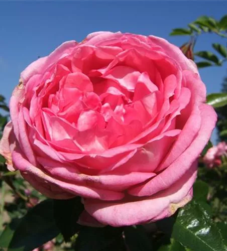 Strauchrose 'La Rose de Molinard' Strauchrose 'La Rose de Molinard'