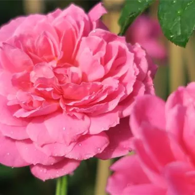 Edelrose 'Saint-Exupéry'® Edelrose 'Saint-Exupéry'®