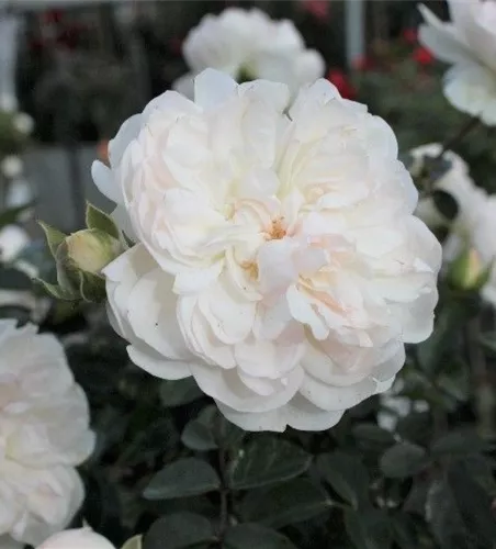 Bodendeckerrose 'Swany'® Bodendeckerrose 'Swany'®