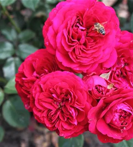 Beetrose 'Bordeaux'® Beetrose 'Bordeaux'®