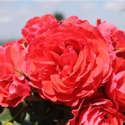 Beetrose 'Cherry Girl'®