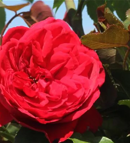 Strauchrose 'Elbjuwel'® Strauchrose 'Elbjuwel'®