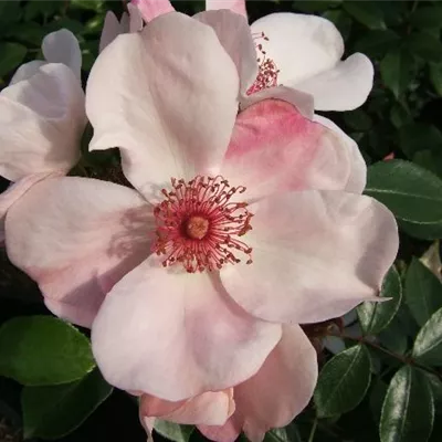 Beetrose 'Sweet Pretty'®