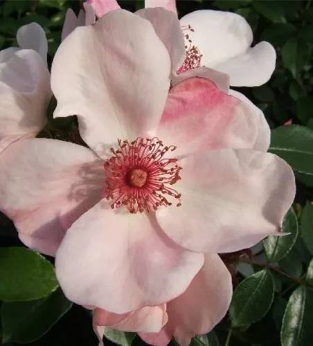 Beetrose 'Sweet Pretty'® Beetrose 'Sweet Pretty'®