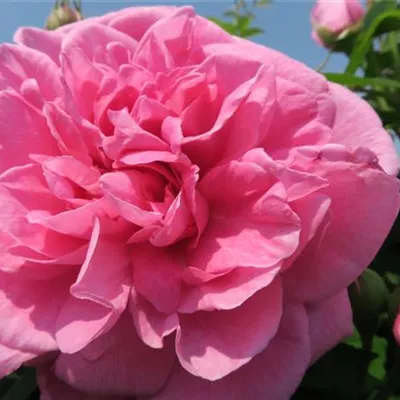 Englische Strauchrose 'Gertrude Jekyll'® Englische Strauchrose 'Gertrude Jekyll'®