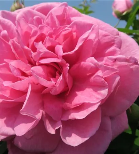 Englische Strauchrose 'Gertrude Jekyll'® Englische Strauchrose 'Gertrude Jekyll'®