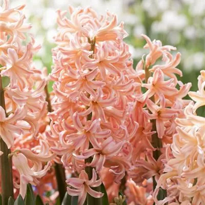 Hyazinthe 'Pink Pearl'