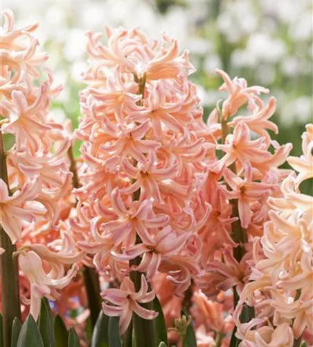 Hyazinthe 'Pink Pearl' Hyazinthe 'Pink Pearl'