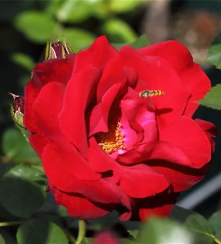 Kletterrose 'Santana'® Kletterrose 'Santana'®