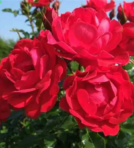 Bodendeckerrose 'Limesglut'® Bodendeckerrose 'Limesglut'®