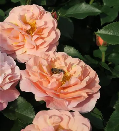 Beetrose 'Marie Curie'® Beetrose 'Marie Curie'®