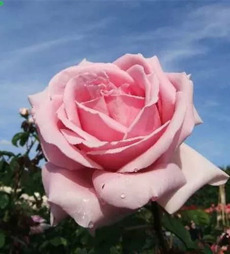 Edelrose 'Frederic Mistral'® Edelrose 'Frederic Mistral'®