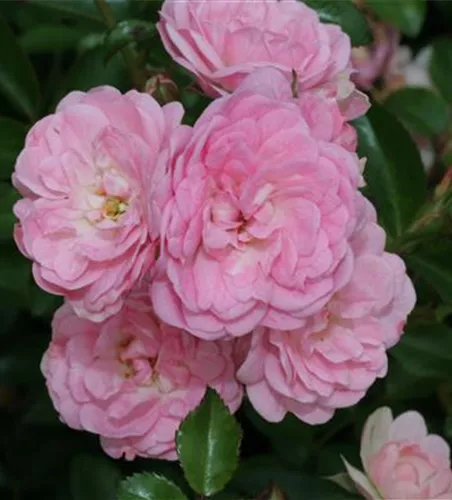 Bodendeckerrose 'The Fairy' Bodendeckerrose 'The Fairy'