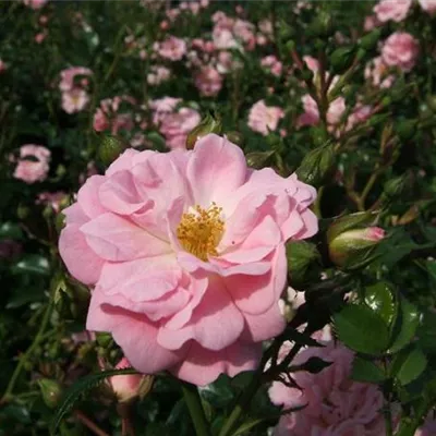 Bodendeckerrose 'Satina'®