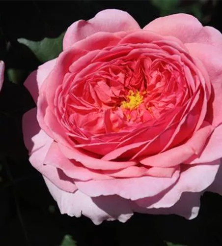 Strauchrose 'Princess Alexandra of Kent' Strauchrose 'Princess Alexandra of Kent'