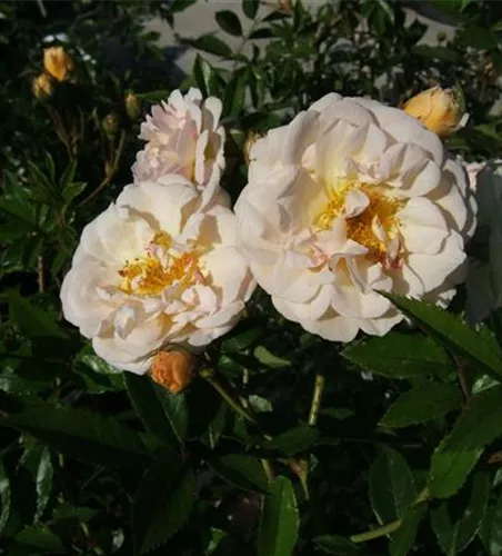 Strauchrose 'Ghislaine de Feligonde' Strauchrose 'Ghislaine de Feligonde'