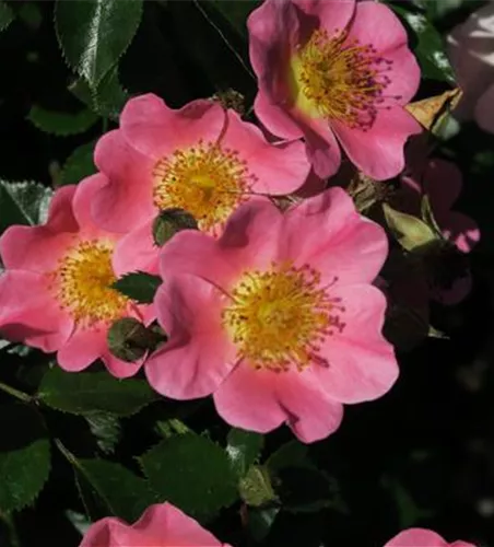 Bodendeckerrose 'Topolina'® Bodendeckerrose 'Topolina'®