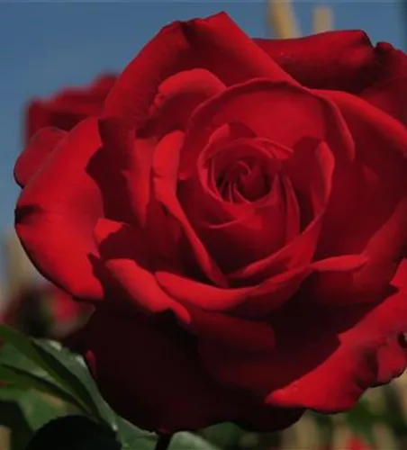 Edelrose 'Grande Amore'® Edelrose 'Grande Amore'®