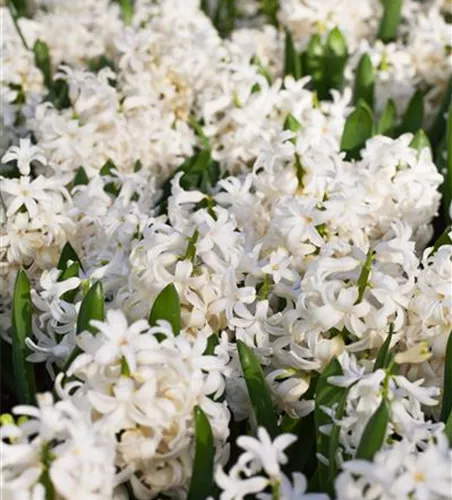 Hyazinthe 'White Pearl' Hyazinthe 'White Pearl'