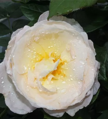 Kletterrose 'Uetersener Klosterrose'® Kletterrose 'Uetersener Klosterrose'®