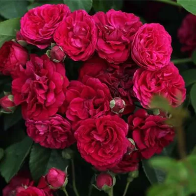 Kletterrose 'Chevy Chase' Kletterrose 'Chevy Chase'