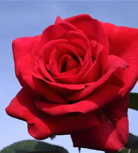 Kletterrose 'Red Flame' Kletterrose 'Red Flame'