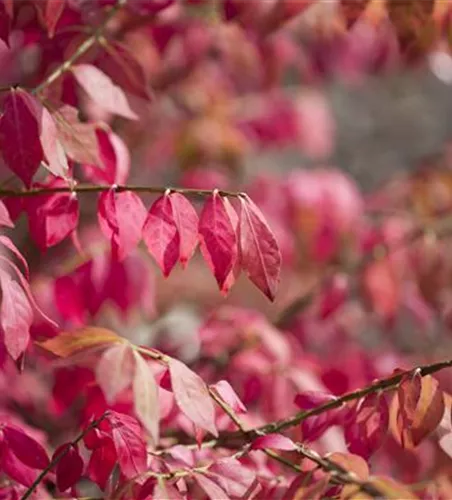 Korkflügelstrauch Korkflügelstrauch