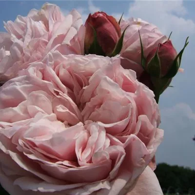 Kletterrose 'Giardina'® Kletterrose 'Giardina'®