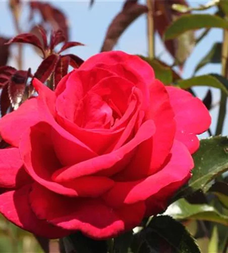 Edelrose 'Grande Classe'® Edelrose 'Grande Classe'®