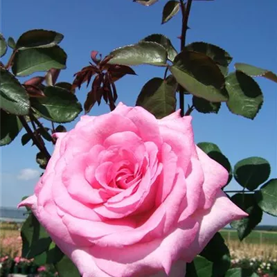 Edelrose 'Beverly'® Edelrose 'Beverly'®