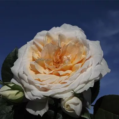 Beetrose 'Lions-Rose'® Beetrose 'Lions-Rose'®