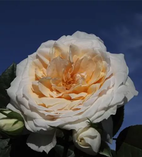 Beetrose 'Lions-Rose'® Beetrose 'Lions-Rose'®