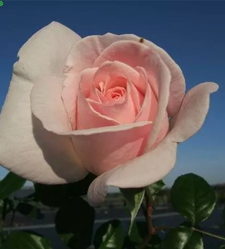 Edelrose 'Schloss Ippenburg'® Edelrose 'Schloss Ippenburg'®