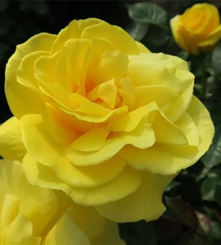 Beetrose 'Friesia'® Beetrose 'Friesia'®