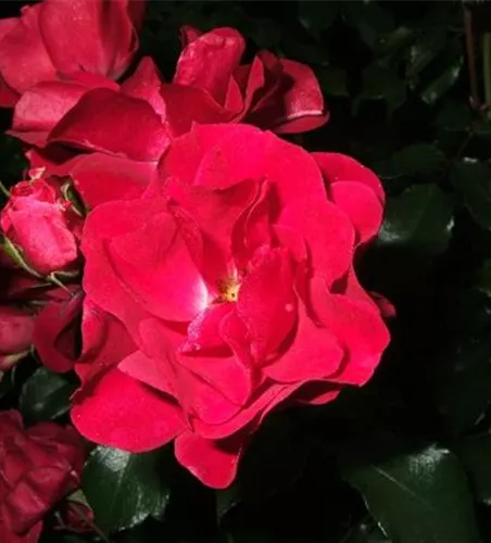 Beetrose 'Rotilia'® Beetrose 'Rotilia'®