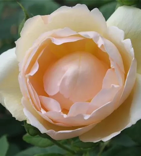 Strauchrose 'Wollerton Old Hall'®  Strauchrose 'Wollerton Old Hall'®