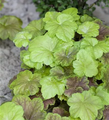 Purpurglöckchen Purpurglöckchen