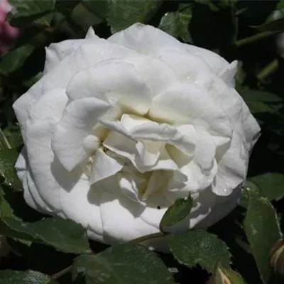 Zwergrose 'Schneeküsschen'® Zwergrose 'Schneeküsschen'®