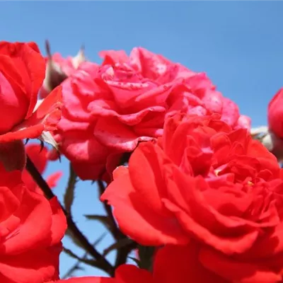 Zwergrose 'Zwergenfee 09'® Zwergrose 'Zwergenfee 09'®