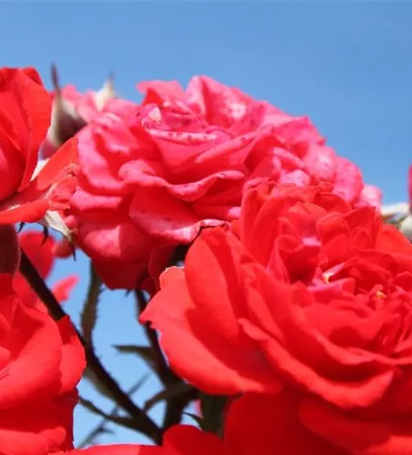 Zwergrose 'Zwergenfee 09'® Zwergrose 'Zwergenfee 09'®