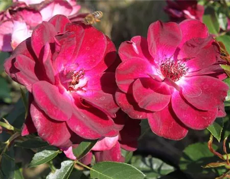 Beetrose 'Burgundy Iceberg'® Beetrose 'Burgundy Iceberg'®